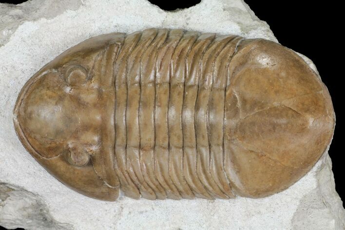 Asaphus Raniceps Trilobite - Top Quality Specimen #99265